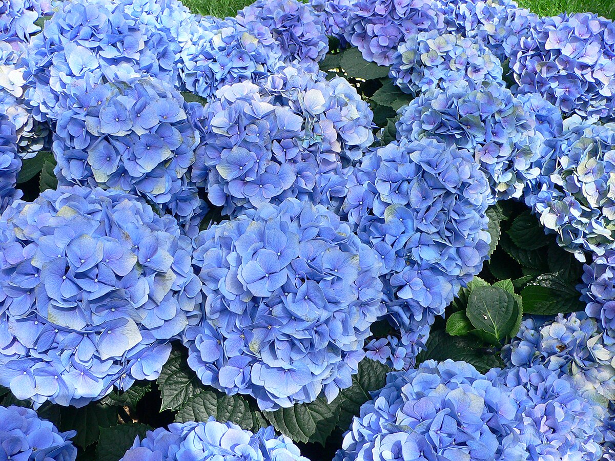 Paling Bagus 16+ Foto Bunga Hydrangea - Gambar Bunga Indah Paling Bagus 16+ Foto Bunga Hydrangea - Gambar Bunga Indah