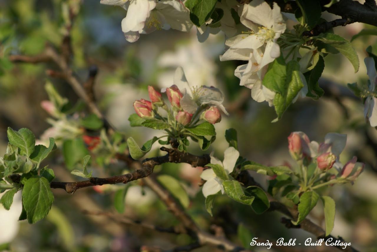 Quill Cottage: THE APPLE BLOSSOM LESSON... Quill Cottage: THE APPLE BLOSSOM LESSON...
