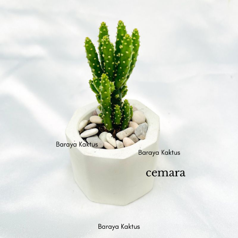 Jual Kaktus Sukulen mix 6pcs (free pot putih, media Dan batu | Shopee ... Jual Kaktus Sukulen mix 6pcs (free pot putih, media Dan batu | Shopee ...